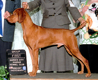 Vizsla best shop in show